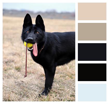 Black German Shepherd Dog Ball Image